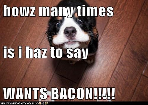 howz many times is i haz to say WANTS BACON!!!!!
