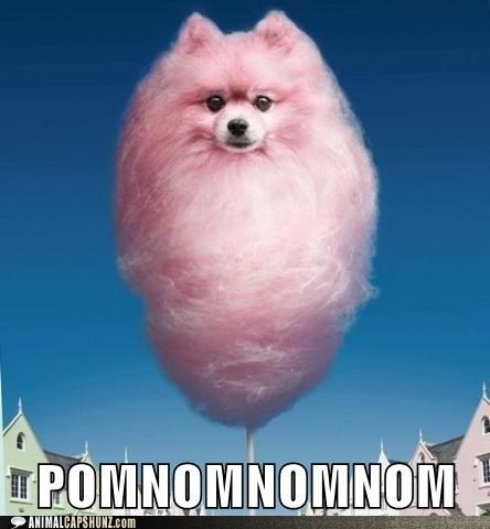 Cotton Candy Capshun Contest 1st Runner Up!