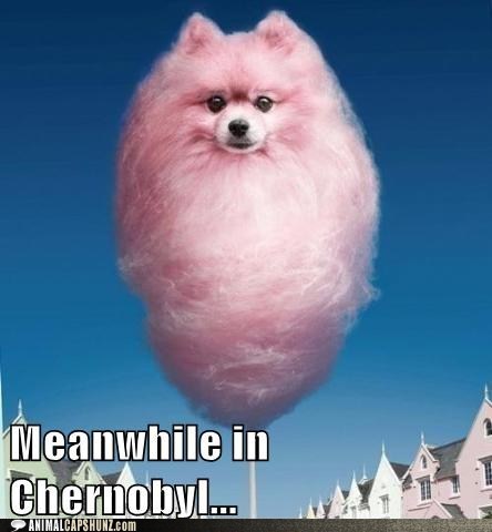 Cotton Candy Capshun Contest The Winner!