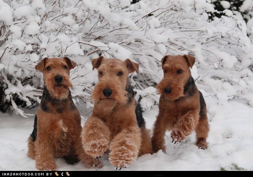 Goggie ob teh Week: Snowy Frolic