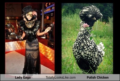 Lady Gaga Totally Looks Like Polish Chicken