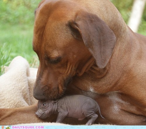 Interspecies Love: A Dog and His Piglet