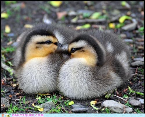 Two of a Kind