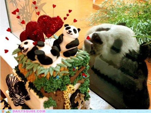 Gimme Gimme Gimme Cake!