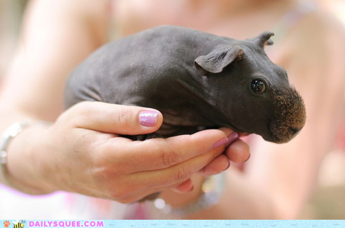 Classic Whatsit: Pretty Little Skinny Pig