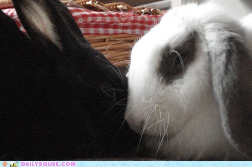 Snugglebuns Anonymous