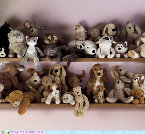 Acting Like Animals: Where's Waldo-Cat?