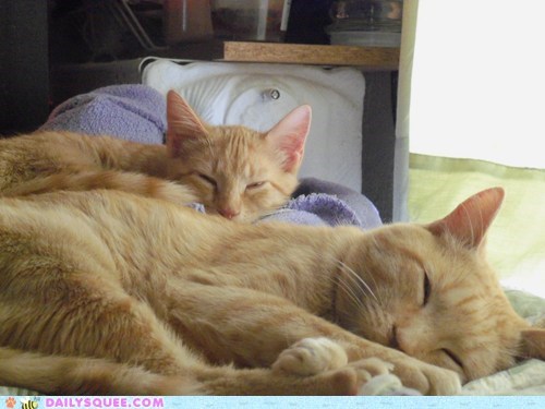 Reader Squees: Izzy's Nap Buddy