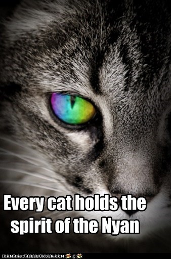Every cat holds the spirit of the Nyan