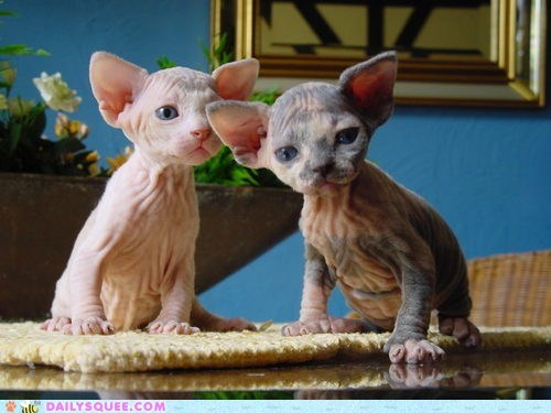 Creepicute: The Wrinkliest Kittens