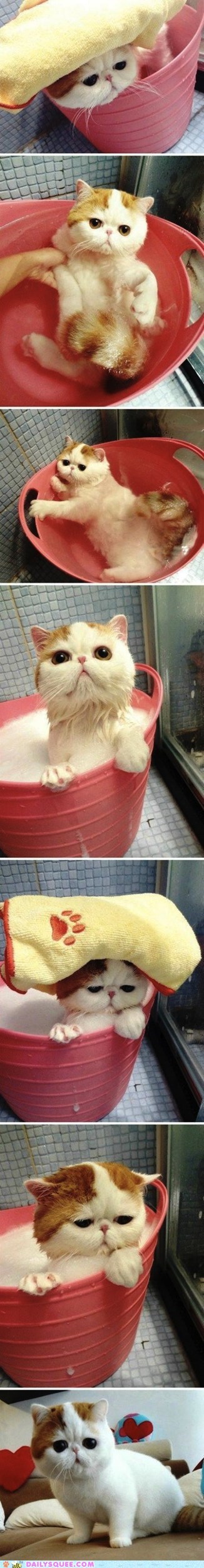 Acting Like Animals: Bath Time is the WORST Time