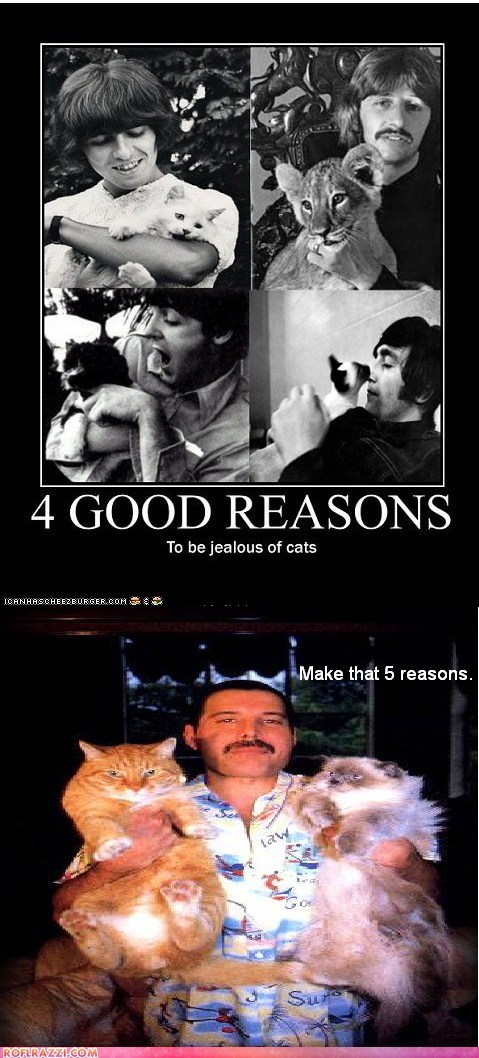 So Many Reasons To Be Jealous Of Kittehs