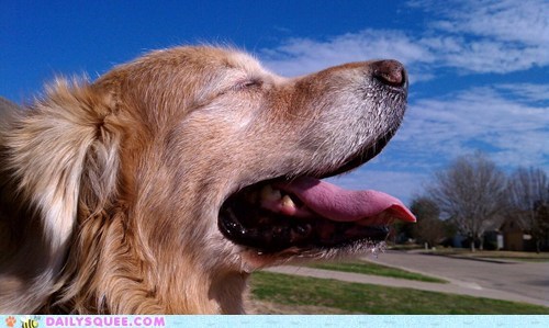 Happy Sundog is Happy and Drooly