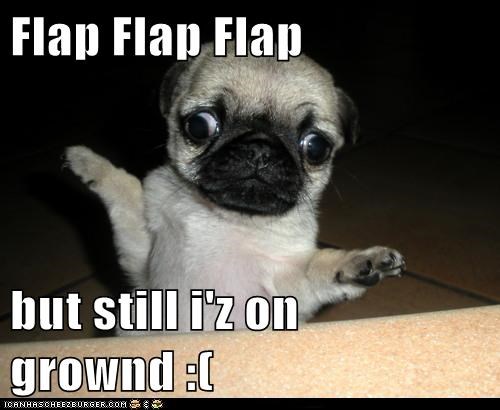 I Has a Hotdog: Flap Flap Flap
