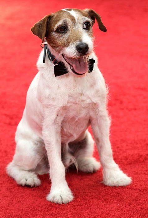 Uggie's Oscar-Invite Snub of the Day