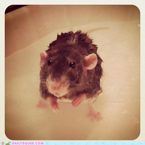 Reader Squees: Rodential Bath Time