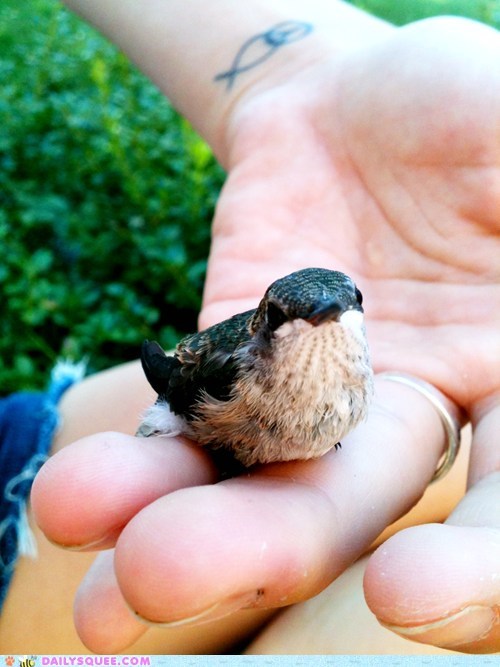 Baby Hummer Handful