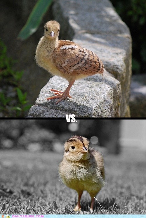 Squee Spree: Peacocks Vs. Pheasants!