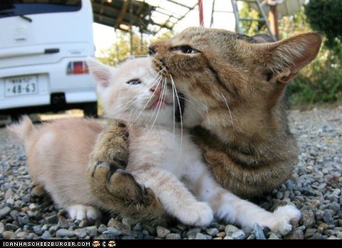 Cyoot Kittehs of teh Day: Mama Alwaez Goez a Lil' Oberbored Wiff teh Kissiez...