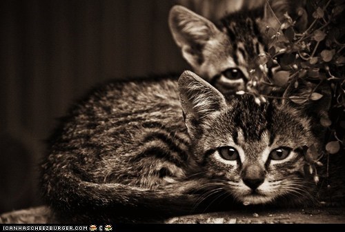 Cyoot Kittehs of teh Day: Srs Portrait Is Srs