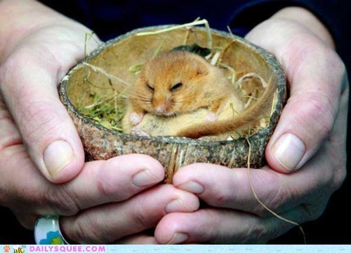 Put the Dormouse in the Coconut...