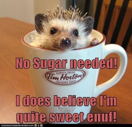 Canadian Hedgehogs ARE the Sweetest!
