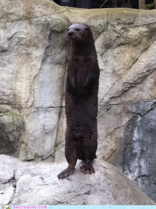 Daily Squee: Otterly Cute