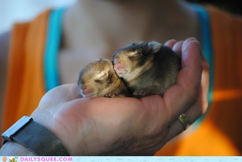 Two Buns in the Hand...