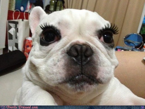 Poorly Dressed: Fido Wants To Be Beautiful Too