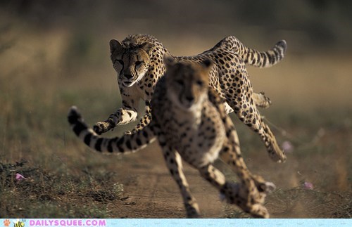 Acting Like Animals: The Race is On!