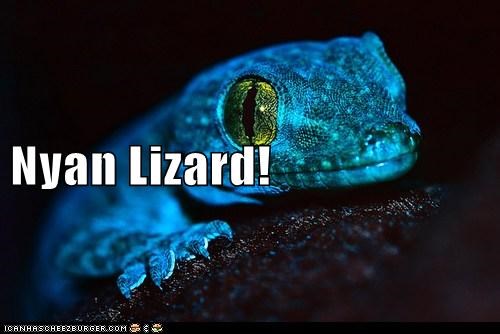 Nyan Lizard!