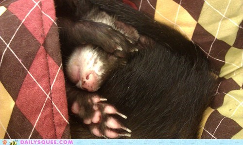 Reader Squees: Sleepy Rudy the Ferret
