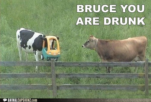 I've Had a Couple Beers