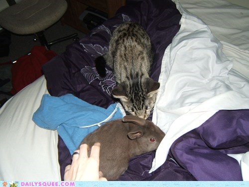 Reader Squees: Does she think it's a cat?