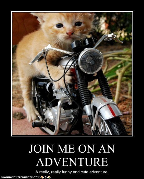 LOLcats, the site for LOLZ and CATS, Launches Thursday!