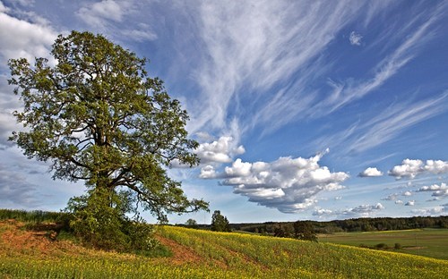 Wallpaper of the Day: A Mighty Oak, Tukums Region, Latvia