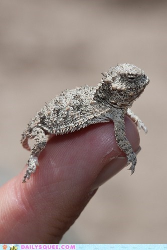 Squee Spree: Lizard Week!