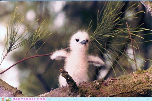 Tern's First Steps