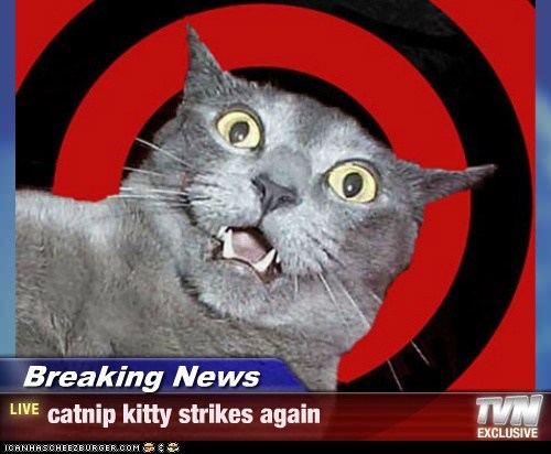 Breaking News - catnip kitty strikes again