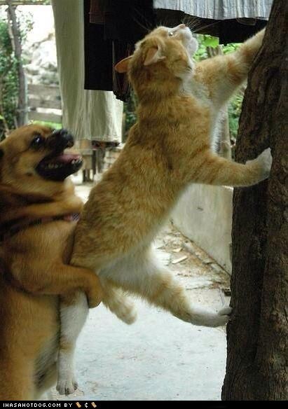 Kittehs R Owr Friends: Gimme a Boost!