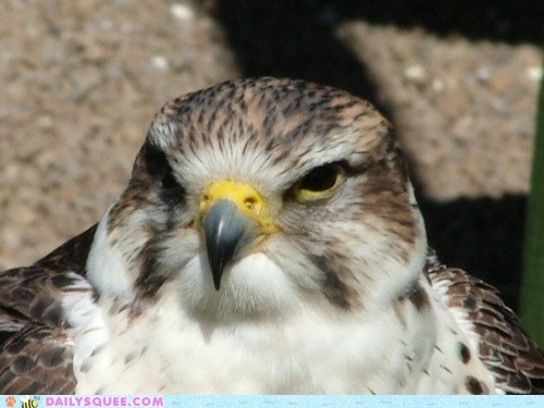 Proud Falcon