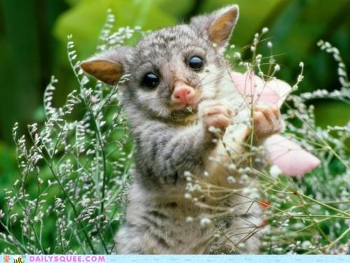Whatsit Wednesday: These Flowers are Delicious!