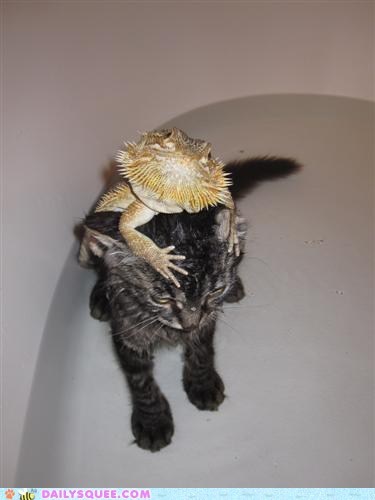 Interspecies Love: Thanks For the Lift!