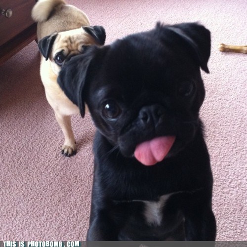 Can I Has Photobomb?