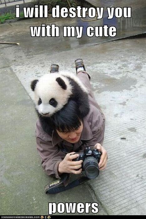 Animal Capshunz: THEY ARE TOO STRONG! I CAN'T RESIST!