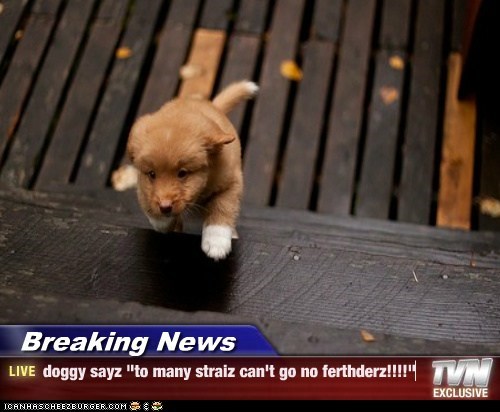 Breaking News - doggy sayz "to many straiz can't go no ferthderz!!!!"