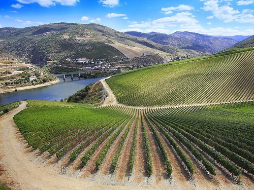 Alto Douro Wine Region, Portugal