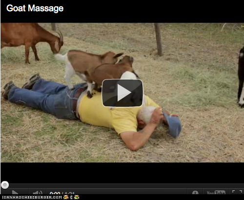 Animal Videos: Goat Massage