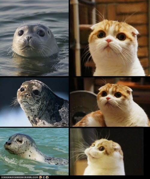 This Kitteh Totally Looks Like a Seal