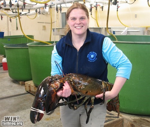 Largest Maine Lobster WIN